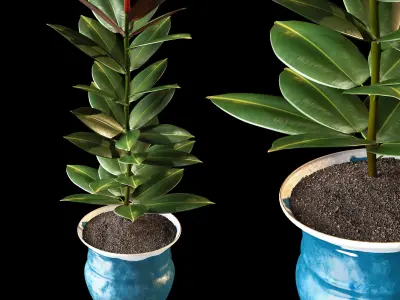 ficus plant 3D model