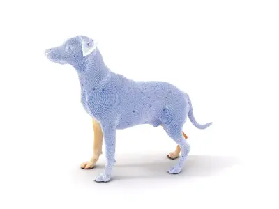 Jack Russell Terrier model pack Low-poly 3D model