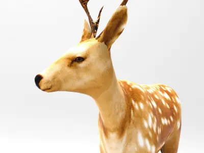 Deer Rigged  Low-poly 3D model