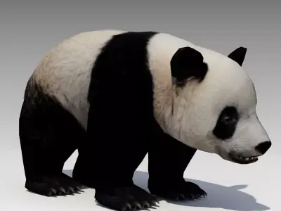 Giant Panda Animated Low-poly 3D model