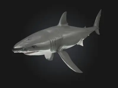 Great White Majesty  Apex Power Beneath the Waves 3D model