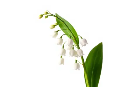 Lily of the Valley Floral Arrangement model pack Low-poly 3D model