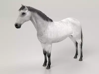 Gray Horse 3D model