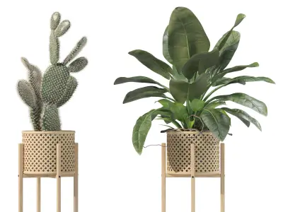 Plants collection 206 - alocasia strelitzia cactus  philodendron 3D model