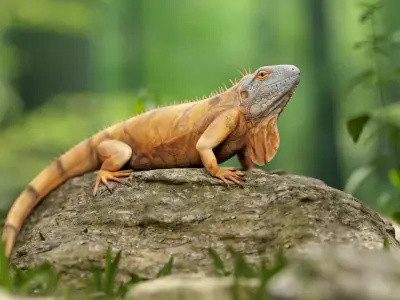 Realistic Iguana Game ready 3D model on rock in forest Low-poly 3D model