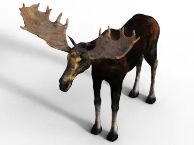 Moose Male 3D model