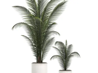 Decorative palm in a white flowerpot 524 3D model