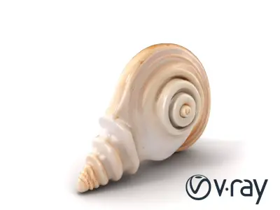 Spiral Seashell Natural Design model pack Low-poly 3D model