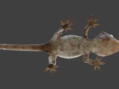 crested gecko 3D model