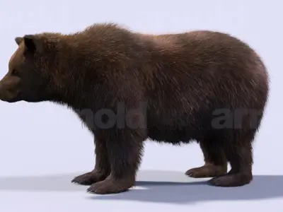 Bear-Maya bear 3D model