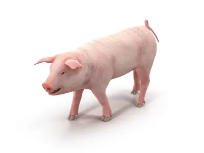 PIG MODEL 3D model