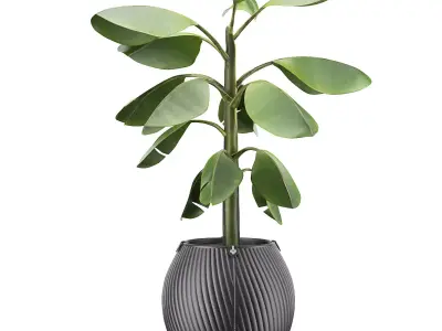 Flowerpot Banana 3D model