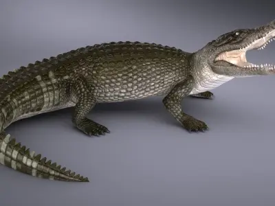 Nile Crocodile 3D model