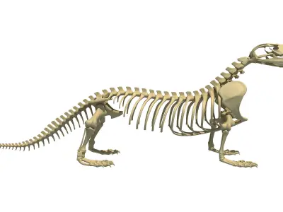 Komodo Dragon Skeleton 3D model