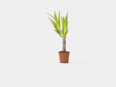 Yucca elephantipes single stem Low-poly 3D model