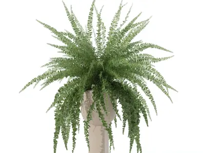 Fern in modern flower pot 3D model
