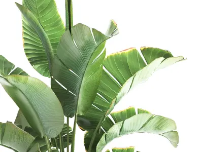 strelitzia palm in a loft pot for the interior 1111 3D model