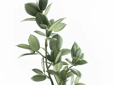 Decorative Ficus tree for the interior in baskets 607 3D model