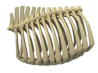 Bull Animal Rib Cage  3D model