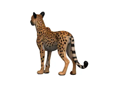 Cheetah Low-poly 3D model shop
