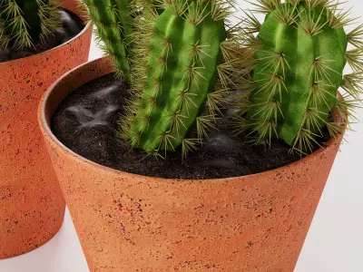 Decorative succulent potted plants 3D model