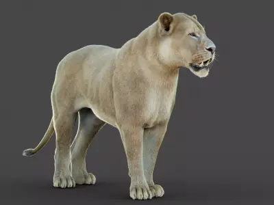 Lioness 2025 RIG Maya - Xgen-Core 3D model