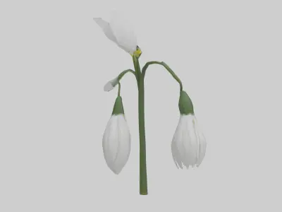 Snowdrop model 3D model