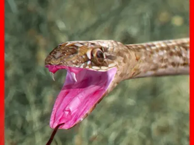 Pack - Snakes 3D model