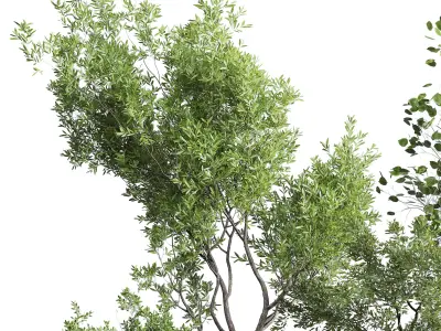 Tree and Bush in an old earthenware vase indoor collection 339 Low-poly 3D model