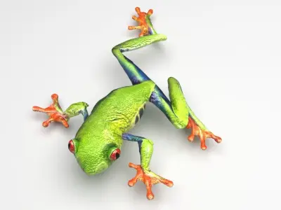 Green Tree Red Eyed Frog 3D model