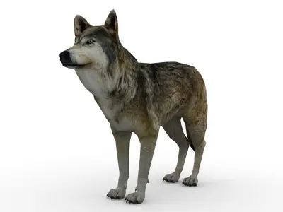 Timber Wolf Animated Low-poly 3D model