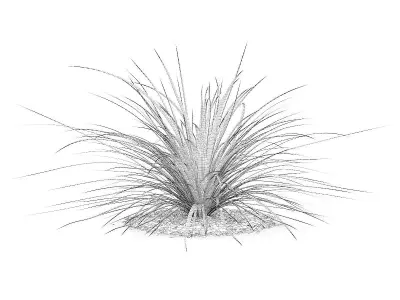 Yucca Plant Yucca baileyi 3D model