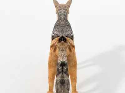 Jackal coyote Low-poly 3D model