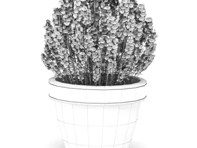 Diascia Plant 3D model