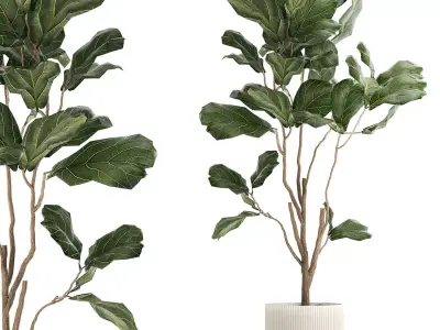 Decorative Tree Ficus Lyrata In A Flower Pot 1241 3D model