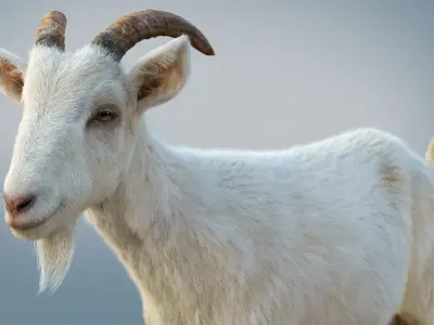 White Goat static Xgen Core 3D model