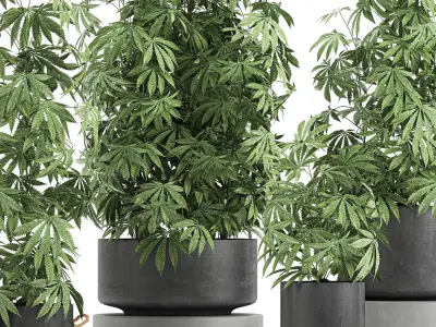 Decorative Cannabis in flowerpots 770 3D model