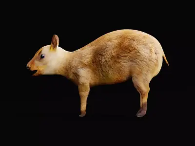 Young Chinese Muntjac Deer 3D model