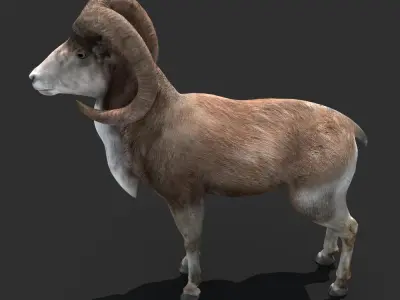 Goat Rigged 01 3D model