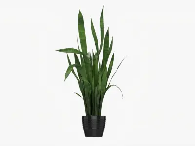 Snake plant Dracaena trifasciata 02 3D model