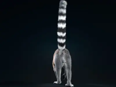 Ring Tailed Lemur Animated  VFX Grace 3D model
