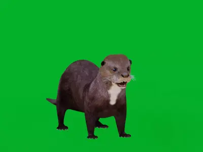 Giant Otter Arianha Low-poly 3D model