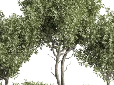 Indoor plant 02 3D model purchase