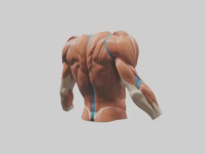 Human Deltoid Muscle Model 2 3D model
