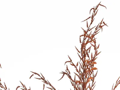 Bouquet Of Dried Flowers Red Branches Of Solidago 531 3D model