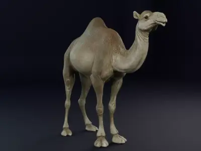 Dromedary Camel Low-poly 3D model
