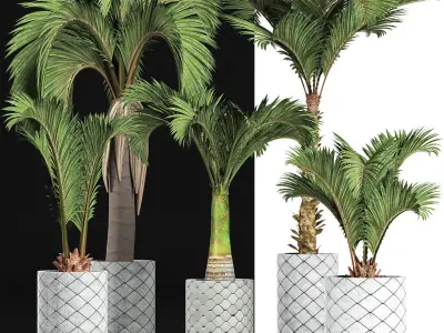 Plants Collection 201 Palms 3D model