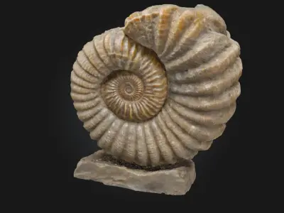 Ammonite Elegance  Timeless Beauty from the Depths of History 3D model