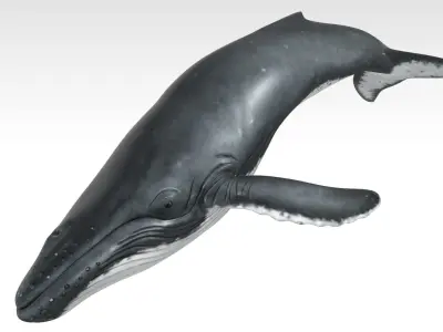 Humpback Whale Low-poly 3D model 3