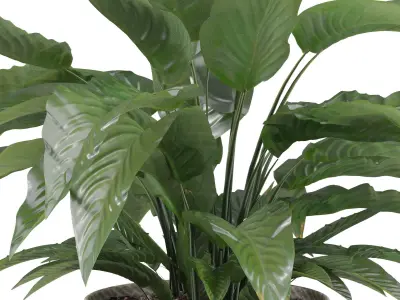 Peace Lily 01 3D model